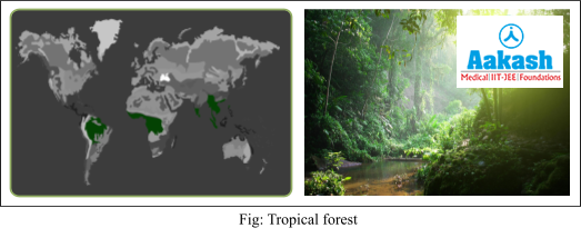 tropical forest