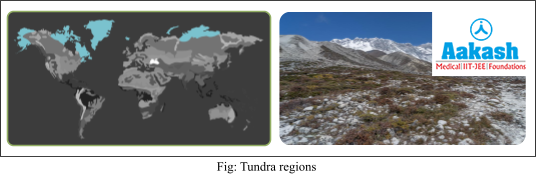tundra regions